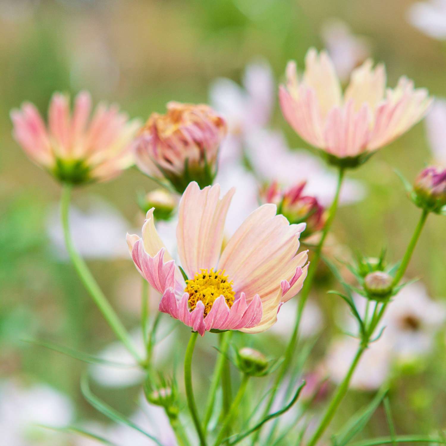 Cosmos 'Apricot Lemonade' (graines)